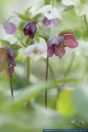 Helleborus orientalis,Fruehlingschristrose,Lenzrose,Lenten Roses