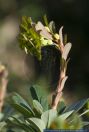 Euphorbia amygdaloidesvar.robbiae