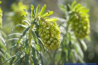 Euphorbia spinosa,Wolfsmilch,Spurge