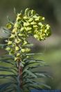 Euphorbia spinosa,Wolfsmilch,Spurge