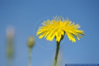 Hypochaeris radicata,Gewoehnliches Ferkelkraut,Hairy cat's ear