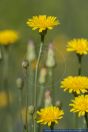 Hypochaeris radicata,Gewoehnliches Ferkelkraut,Hairy cat's ear