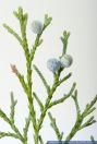 Juniperus chinensis,Chinesischer Wacholder,Chinese Juniper