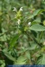 Galeopsis tetrahit. Stechender Hohlzahn. Common hempnettle, dog nettle, bee nettle, wild hemp, flowering nettle, ironweed, brittlestem hempnettle 