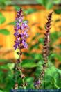 Salvia nemorosa, Gartensalbei, Steppensalbei, Waldsalbei, Ziersalbei, May Night Sage 