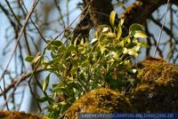 Viscum album, Laubholz-Mistel, Birdlime mistletoe / European Mistletoe / Misteltoe / Mistletoe 