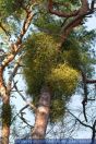 Viscum album ssp austriacum, Kiefern-Mistel, Mistletoe 