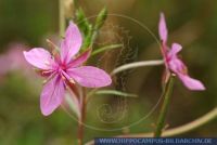 Epilobium dodonaei