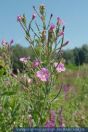 Epilobium hirsutum