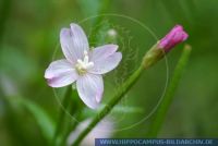 Epilobium parviflorum