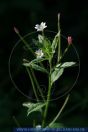 Epilobium roseum