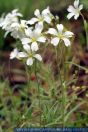 Cerastium arvense, Acker-Hornkraut, Field chickweed 