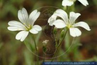 Cerastium arvense, Acker-Hornkraut, Field chickweed 