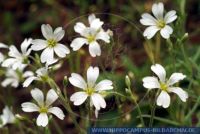 Cerastium arvense, Acker-Hornkraut, Field chickweed 