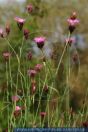 Dianthus carthusianorum, Karthäuser-Nelke, Clusterhead, clusterhead pink, Carthusian pink 