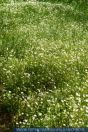 Stellaria holostea,
Gro§e Sternmiere,
Greater stitchwort
