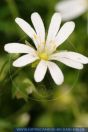 Stellaria holostea,
Gro§e Sternmiere,
Greater stitchwort
