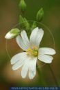 Stellaria holostea,
Gro§e Sternmiere,
Greater stitchwort
