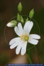 Stellaria holostea,
Gro§e Sternmiere,
Greater stitchwort
