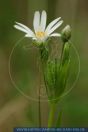 Stellaria holostea,
Gro§e Sternmiere,
Greater stitchwort
