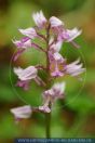 Orchis militaris,, Helm-Knabenkraut, Military orchid 