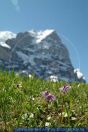 Soldanella alpina,
Gro§es Alpenglšckchen,
Alpine Snow Bell
