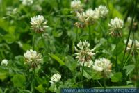 Trifolium repens, Kriechender Klee / Lämmer-Klee / Weiss-Klee, Dutch clover / Honeysuckle clover / Ladino clover / White Clover / White Dutch clover 