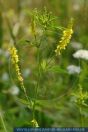 Melilotus officinalis, Echter Steinklee / Gewöhnlicher Steinklee / Honigklee / Schotenklee / Steinklee, Common Melilot / Common yellow melilot / Field melilot 