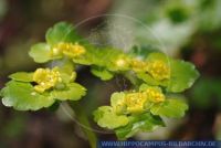 Golden saxifrage Chrysosplenium