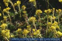 Saxifraga juniperifolia, Kaukasussteinbrech, Saxifrage 
