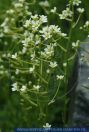 Saxifraga paniculata, Trauben-Steinbrech, White Mountain saxifrage 