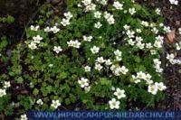 Saxifraga pedemontana, Steinbrech, Saxifrage 