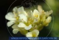 Saxifraga x apiculata, Steinbrech, Alpine saxifrage 