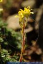 Saxifraga x borisii, Steinbrech, Saxifrage 