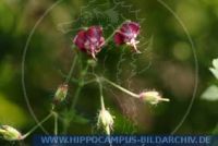 Geranium phaeum , Brauner Storchschnabel, Dusky Cranesbill, Mourning Widow 