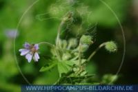 Geranium pusillum, Kleiner Storchschnabel, Kleines Geranium, Small-flowered Crane's-bill 