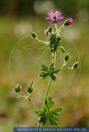 Geranium molle, Weicher Storchschnabel, Weiches Geranium / Weichhaariger Storchschnabel, Dovefoot geranium / Dove's-foot Crane's-bill 