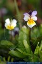 Viola arvensis ssp. megalantha,
Gro§blŸtiges Acker-StiefmŸtterchen,
European Field Pansy / Field Pansy

