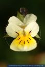 Viola arvensis, Acker-Stiefmütterchen, European Field Pansy / Field Pansy 