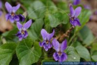 Viola odorata, Wohlriechendes Veilchen, Duft-Veilchen / Echtes Veilchen / März-Veilchen / Veilchen / Wohlreichendes Veilchen, Blue violet / Common Violet / English Violet / Sweet Violet / Violet 
