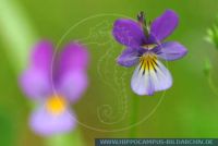 Viola tricolor, Feld-Stiefmütterchen, Acker-Stiefmütterchen / Acker-Veilchen / Stiefmütterchen / Wildes Stiefmütterchen, Heartease / Heartsease / Johnny Jump Up / Pansy / Wild Pansy / Wild Violet 