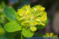 Euphorbia palustris, Sumpf-Wolfsmilch, Marsh spurge 