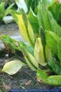Lysichiton americanus, Gelber Stinktierkohl, Skunk Cabbage, Swamp Lantern  
