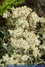 Pearly Everlasting
