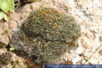 Grimmia pulvinata , Kissenmoos, Polster-Kissenmoos, Grey Cushion moss, Moose und Flechten  