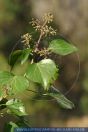 Hedera helix, Efeu, Common ivy, Araliengewächse  
