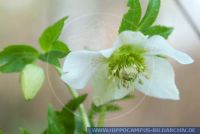 Helleborus orientalis ssp. guttatus,
FrŸhlingschristrose,
Lenten Roses,
Hahnenfu§gewŠchse


