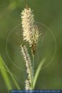 Cyperaceae Sour Grasses