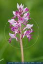 Orchis militaris, Helm-Knabenkraut, Military orchid   