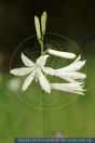 Anthericum liliago, Astlose Graslilie, St Bernard's lily  